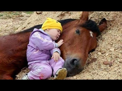 Moment privilégié entre un petit ami et un cheval ❤️ meilleures vidéos d'animaux