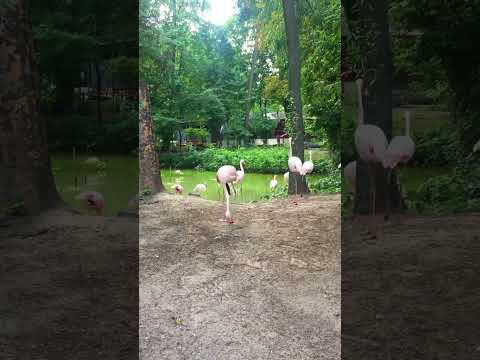 Pink flamingos dance | flamingo dance
