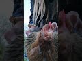 My Bielefeld Chicken Is Dancing Too Chicken Dancing