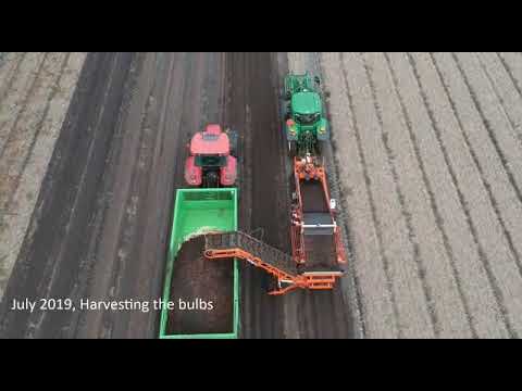 Sativus.com, The cultivation and processing of Crocus sativus saffron bulbs