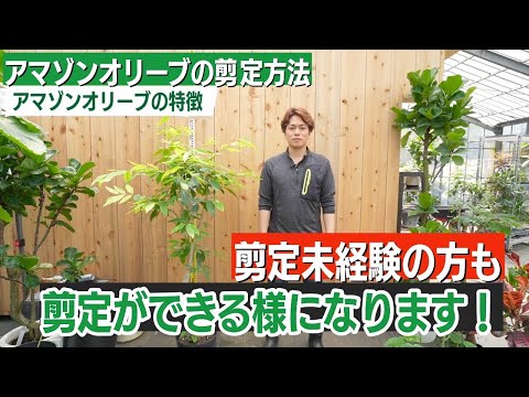 園芸 オリーブの木のさまざまな剪定方法