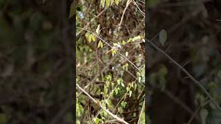 Download lagu Mikat burung #trucukan #mikatburung #shorts mp3