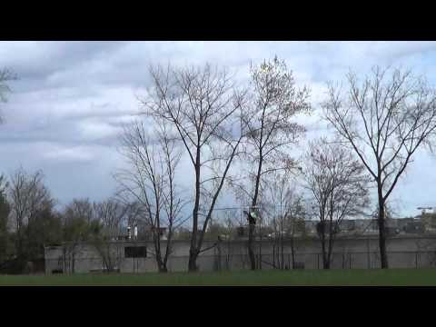 Thumbnail for Align trex 700 pro flight 1 with Thunder power g-8 battery ,pilot is nitrokyosho by Thunder Power