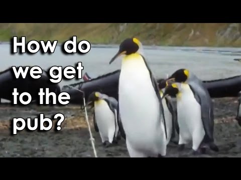 Tučňáci vs. lano