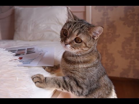 Dim's Cat Review - Nisa