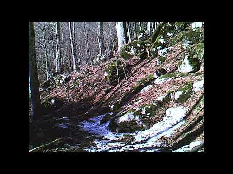 Râs într-o pădure din Parcul Național Domogled - Valea Cernei din cadrul Romsilva