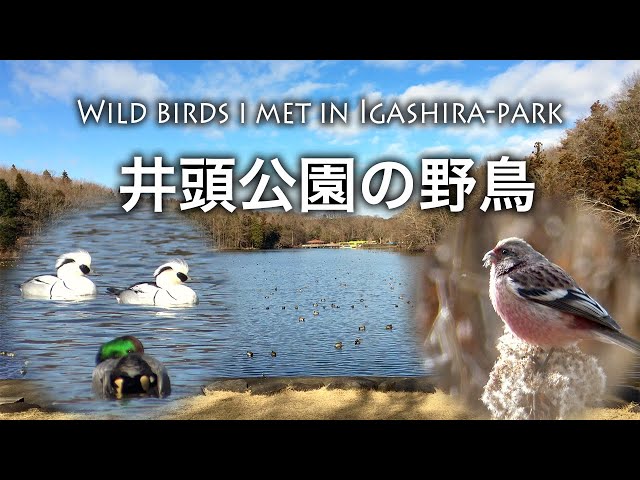 Alcedo Atthis の発音の仕方 Howtopronounce Com Alcedo Atthis の発音の仕方 Howtopronounce Com