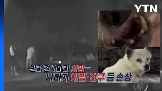 묶여 있는 반려견에 비비탄 난사한 '현역 군인'...한 마리 결국 숨져 [앵커리포트] / YTN