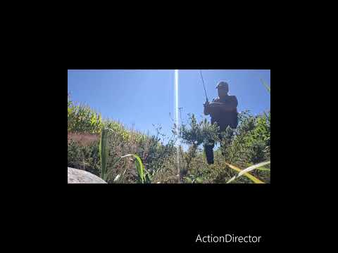 Pesca de truchas en Antuco, canal de regadio en la Xlll región  del Bio Bio 