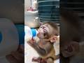 Owner Teases Baby Monkey During Bottle Time And It Instantly Starts Crying