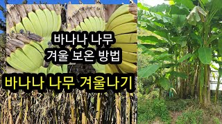 바나나 나무 겨울보온방법 바나나나무겨울나기