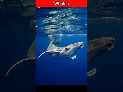 shocking facts about whales #whales #shortvideo #shorts #ytshorts #trending #sea #viralvideo