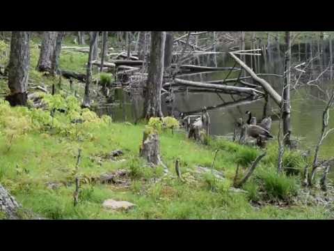 Overlook Mountain (Echo Lake)