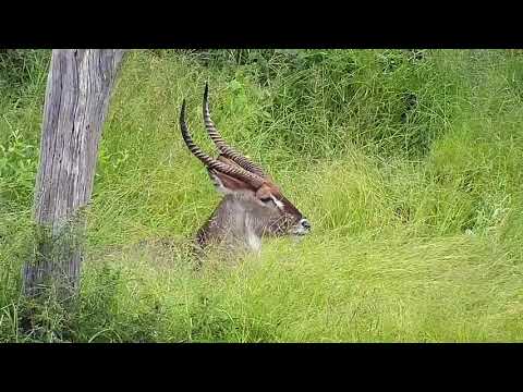 Djuma: Waterbuck bull - 07:20 - 01/27/21