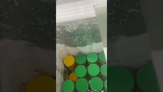 تخزين حبوب اللقاح و مدة صلاحيته
