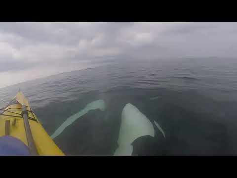 Orcas Swim Under Kayaks - San Juan Islands Kayaking