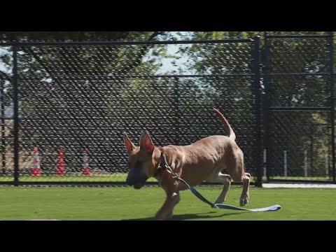 Tailwaggers: Meet Jayda - YouTube