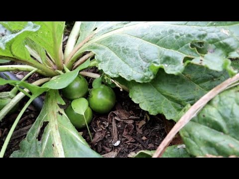 Mandrake Fruits Tour (Mandragora officinarum) - Green Fruits Soon To Be Ripe