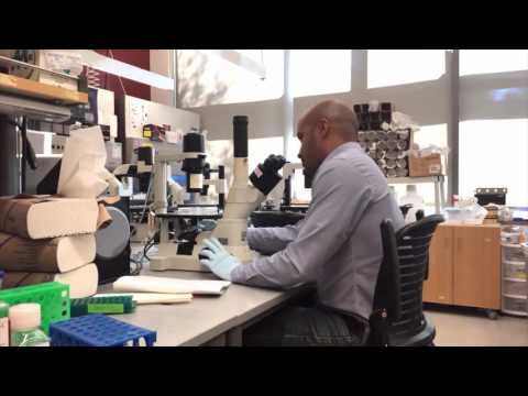 Viral DNA is crucial to human embryo development