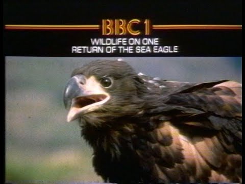 Wednesday 4th May 1983 BBC1 - Wildlife On One - Max Boyce - Dallas - Open All Hours - Rare
