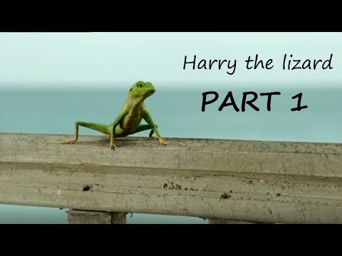 Harry the Lizard - Part 1 (Death in Paradise - behind the scenes)