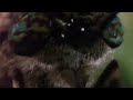 The Spongebob Episode Wormy But It S Only Real Life Butterflies