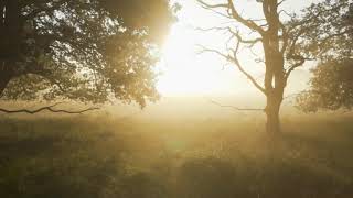 Wash Me Clean (Lyric Video)