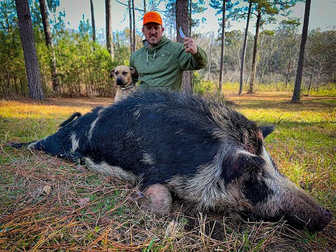 BACON from a Giant Wild RazorBack! {Catch Clean Cook} This Hog was MASSIVE!