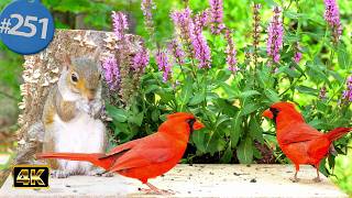 Relaxing TV for Cats 😻 8 Hours of Uninterrupted Birds 🐦at the Pink Salvia Garden 🌼 Cat TV @LensMyth