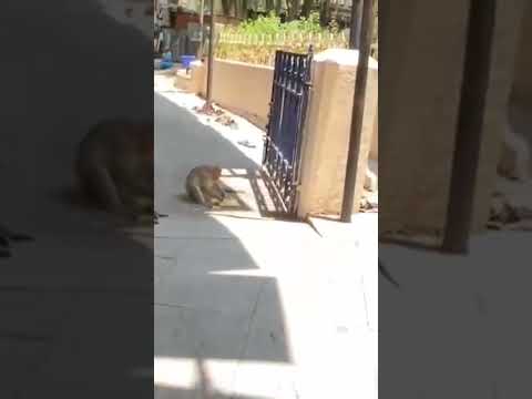 kapilatertham /# tirumala#vasantha #lordvenkateshwaraswamy #darshith # monkeys