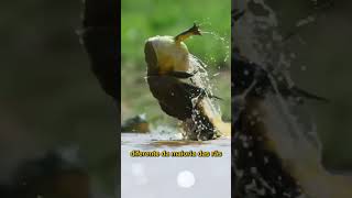 NUNCA TOQUE NESSES SAPOS!
