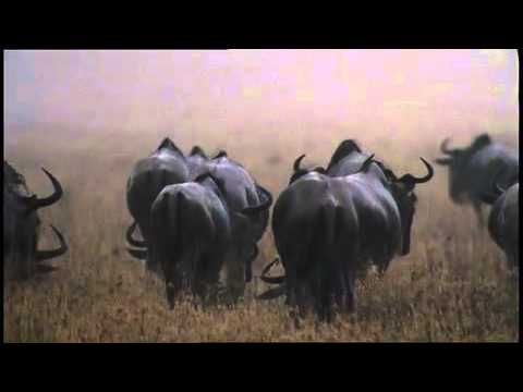 Africa Land Of The Sun AFRICA: SAVANNA HOMECOMING