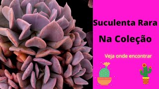 SUCULENTA COLORIDA E RARA NA COLEO