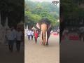 දෙවන කුඹල් පෙරහැර කරඩුව වැඩවමවීමට එන �