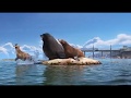 Finding Dory 2016 After Credits Scene