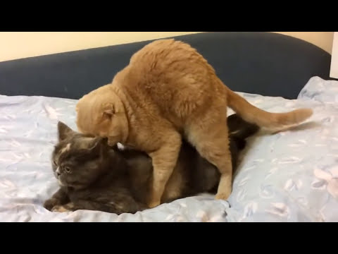 Кот всадил не в ту дырку ! Ё б н у л с я ))))))))) ЖАЛКО КОТИКУ(((