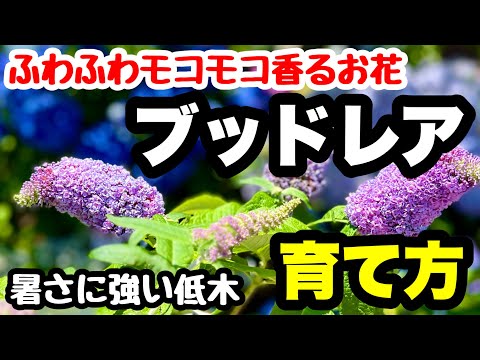 園芸 球状ブッドレア、球状蝶の木、マティコ