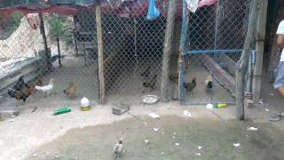 Bán trâu xanh, trâu đỏ, máy đào tiền ảo, bitcoin, 470, 570, 580, 1060, 1070, 1080ti, Giá gốc 2017