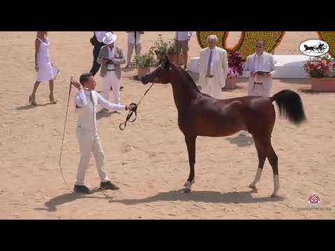 N 3 FALAK AL KHASHAB   Mediterranean and Arab Countries AHC   Menton 2021   Yearling Fillies Class 1