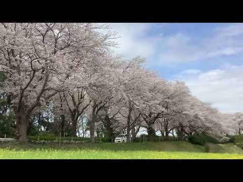【町田でさくらさんぽ】尾根緑道