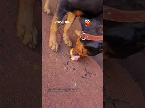 Rottweiler reage com sorrisinho ao ganhar uma maçã e derrete corações