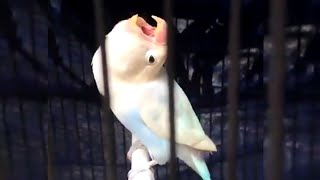 Download lagu Lovebird konslet suara kunti mp3