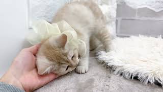 スコティッシュストレートの動画01