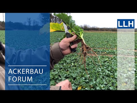 Arable Farming Forum - Winter Check Rapeseed (Late Sowing Date)
