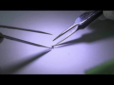 Scientists are manipulating the DNA of mosquitoes to fight the spread of malaria