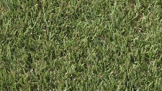 Inexpensive Zoysia Lawn – This Week in the Garden