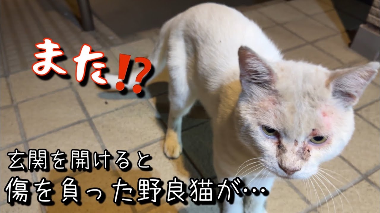玄関を開けるとまた⁉︎顔が傷だらけの痩せた野良猫が…回復までの記録