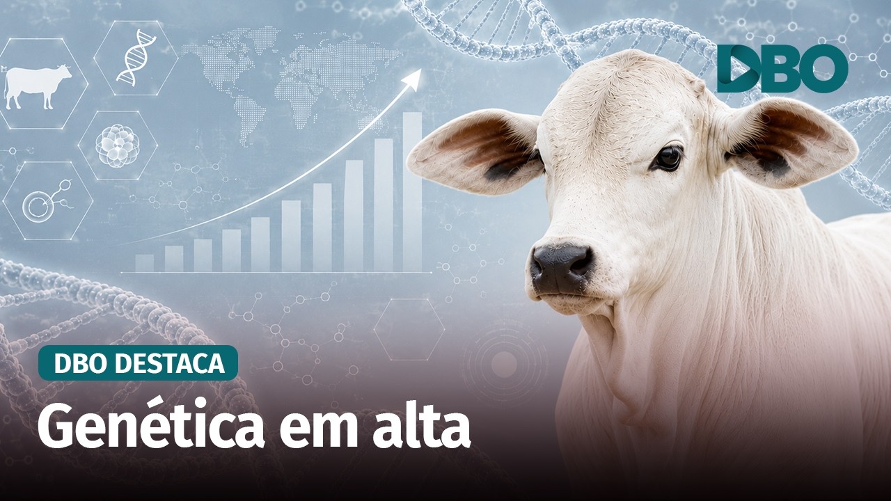 Valorização do bezerro impulsiona mercado de genética bovina