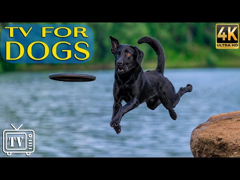 24 Hours of Best Fun & Relaxing TV for Dogs! Calming Music & Fun Videos for Dogs to Prevent Anxiety