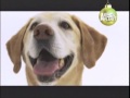 Labrador Retriever - LABRADOR RETRIEVER - ABC CANINO - 101 DOGS - ESPAÑOL